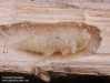 tesařík fialový (Brouci), Callidium violaceum, Cerambycidae, Callidiini (Coleoptera)